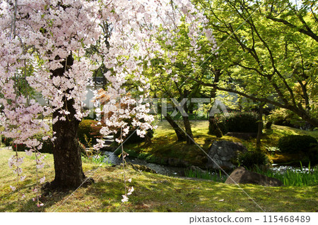 Himeji Castle West Mansion Garden "Koukoen" A Japanese garden with cherry blossoms in spring Himeji Castle West Mansion Garden "Koukoen" A Japanese garden with cherry blossoms in spring 115468489