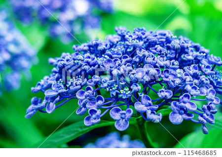 Bright blue Hydrangea macrophylla 115468685