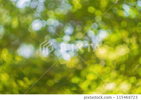 Blurred yellow green background of tree foliage illuminated by warm yellow sunlight on a summer day in a park with trees or in a forest. Template blank for artwork, advertising. Bokeh effect. Blurred yellow green background of tree foliage illuminated by warm yellow sunlight on a summer day in a park with trees or in a forest. Template blank for artwork, advertising. Bokeh effect. 115468723