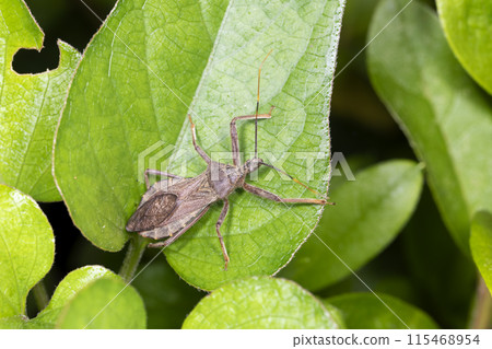 Ohtobi turtle - Stock Photo [115468954] - PIXTA