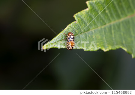 Yellow leaf beetle Yellow leaf beetle 115468992