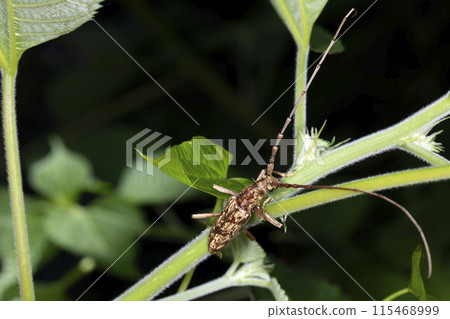 Mantara kamikiri 115468999