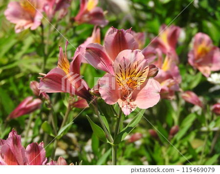 "Alstroemeria" often used for bouquets and flower arrangements 115469079
