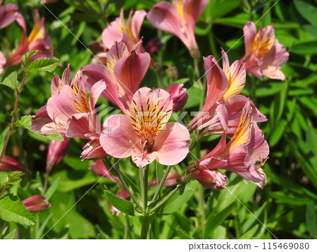 “六出花”常用於花束和插花 115469080