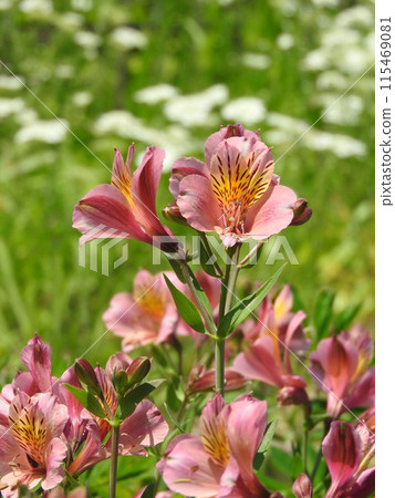 "Alstroemeria" often used for bouquets and flower arrangements 115469081