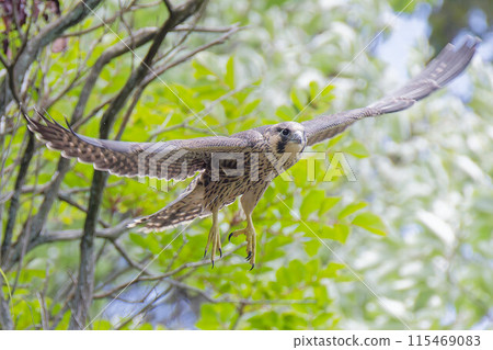 A young Peregrine Falcon leaves the nest and flies out 115469083
