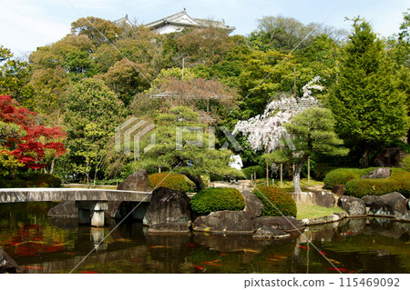 姬路城西宅邸遺址庭園「好古園」春天的日式庭園 姬路城西宅邸遺址庭園「好古園」春天的日式庭園 115469092