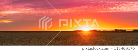 Summer Sun Shining Above Field With Fagopyrum flowering plants. Sunset Sunrise Sun. Green manure From Family Polygonaceae 115469170