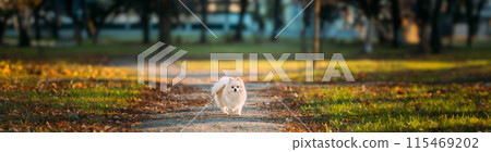 White Pomeranian Spitz Dog Posing Outdoor In Autumn Park Lane. 115469202