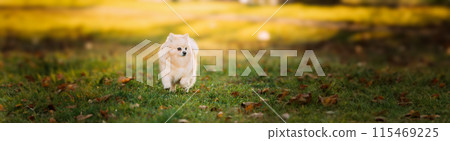 Adult White Pomeranian Spitz Dog Walking Outdoor In Autumn Grass 115469225