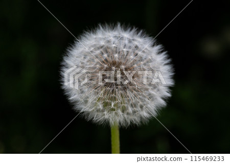 Closed Bud of a dandelion. Dandelion white flowers in green grass. 115469233