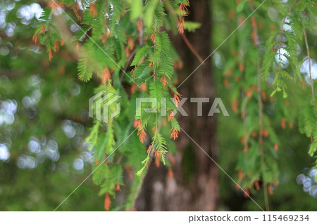 Metasequoia, Japanese name is Akebonosugi Metasequoia, Japanese name is Akebonosugi 115469234