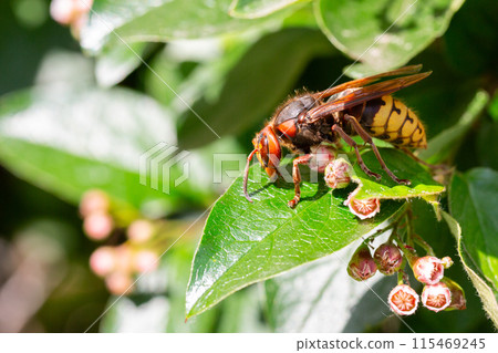 A macro shot of a hornet Vespa crabro seen nectaring on ivy flowers A macro shot of a hornet Vespa crabro seen nectaring on ivy flowers 115469245