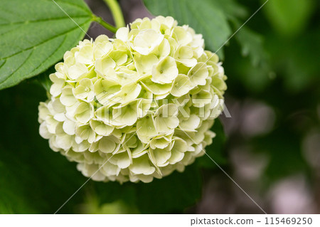 decorative viburnum buldenezh Viburnum Boulle-de-neig, Viburnum opulus Roseum, Snow globe blooms decorative viburnum buldenezh Viburnum Boulle-de-neig, Viburnum opulus Roseum, Snow globe blooms 115469250