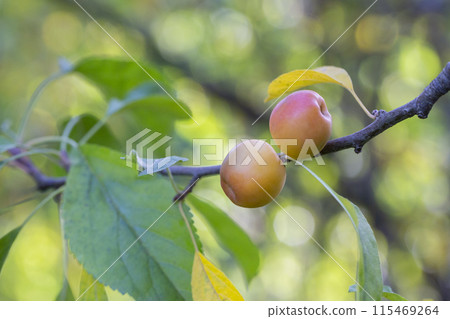 Crabapple tree full of green apple fruits. Malus baccata. Small apples on a branch in the garden, selective focus. Crabapple tree full of green apple fruits. Malus baccata. Small apples on a branch in the garden, selective focus. 115469264