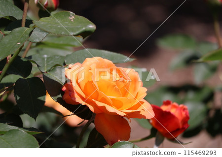 A close-up of a Souvenir de Anne Frank rose with green leaves and orange petals A close-up of a Souvenir de Anne Frank rose with green leaves and orange petals 115469293