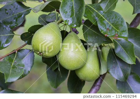 pear on a branch in the garden. pears ripen on the tree. pears in raindrops close-up on a branch. background with pears. pear on a branch in the garden. pears ripen on the tree. pears in raindrops close-up on a branch. background with pears. 115469294