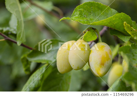 Ripe cherry plum berries with raindrops in the garden on a tree. Growing cherry-plums 115469296