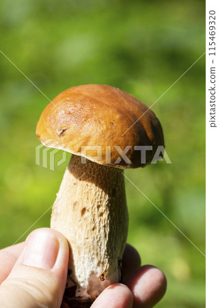 Boletus edulis or porcini mushroom in a woman's hand against the background of small fir trees in the summer forest. 115469320