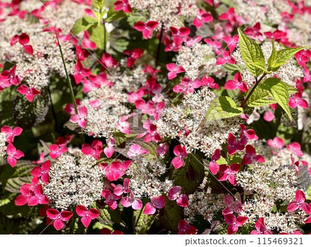 Mountain hydrangea (red) 115469321