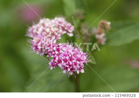 Blooming Spiraea japonica 'anthony waterer' in summer garden. Pink cluster flowers Blooming Spiraea japonica 'anthony waterer' in summer garden. Pink cluster flowers 115469328
