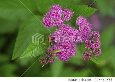 Blooming Spiraea japonica 'anthony waterer' in summer garden. Pink cluster flowers Blooming Spiraea japonica 'anthony waterer' in summer garden. Pink cluster flowers 115469331