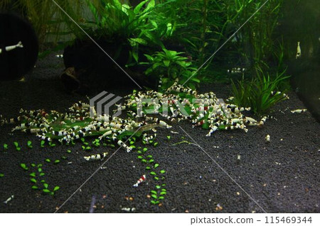 Black Bee Shrimp 115469344