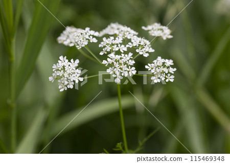 White Anthriscus sylvestris grows in the summer meadow. Cow parsley growing at the edge of a hay meadow close up White Anthriscus sylvestris grows in the summer meadow. Cow parsley growing at the edge of a hay meadow close up 115469348