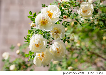 Rosa alba or also known as white roses 115469351