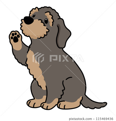 Wirehaired Dachshund giving a paw (with main line) 115469436