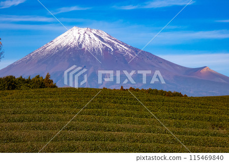 從茶園眺望白雪皚皚的富士山 從茶園眺望白雪皚皚的富士山 115469840