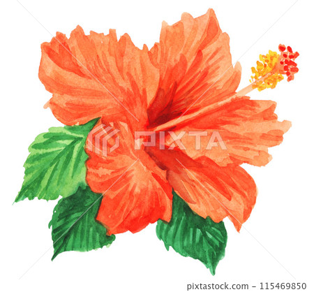 芙蓉畫水彩 24612pix7 115469850