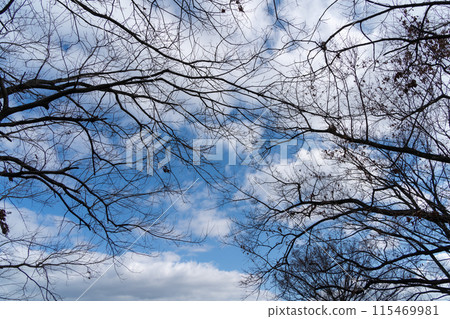 Winter skies and trees 115469981