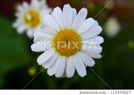 A large daisy flower. Matricaria recutita. Yellow and white flower. A large daisy flower. Matricaria recutita. Yellow and white flower. 115470027