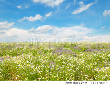daisy landscape flower sky background daisy landscape flower sky background 115470036
