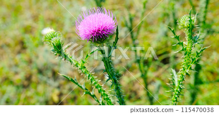 Blessed milk thistle flowers in summer meadow. Wide photo. Blessed milk thistle flowers in summer meadow. Wide photo. 115470038