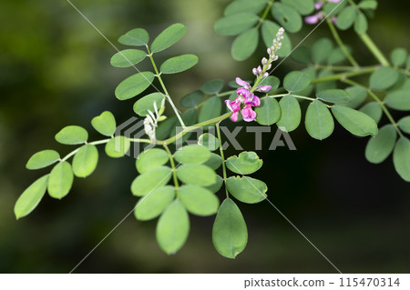 Kidachikotsunagi 115470314