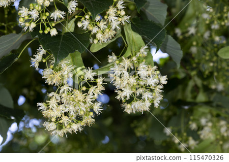 linden flower linden flower 115470326