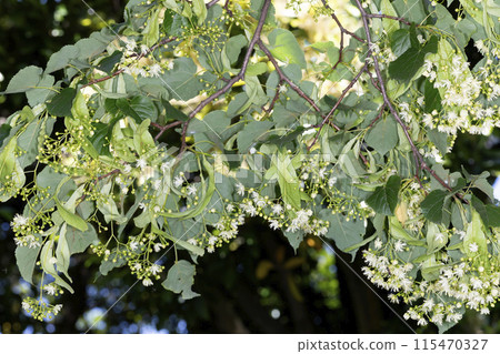 linden flower linden flower 115470327