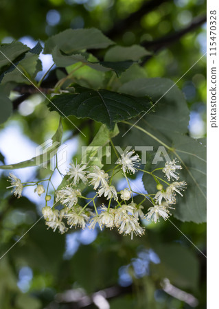 linden flower linden flower 115470328
