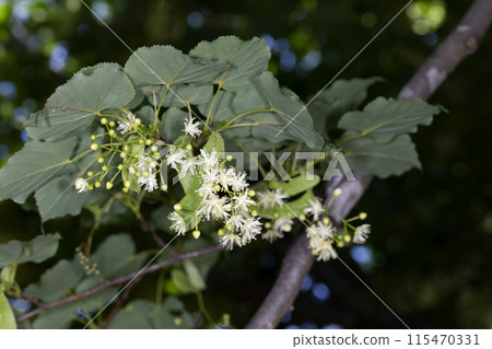 鼠尾草的花 115470331