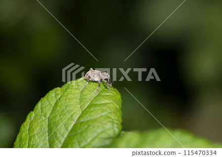 Sedaka bark weevil 115470334
