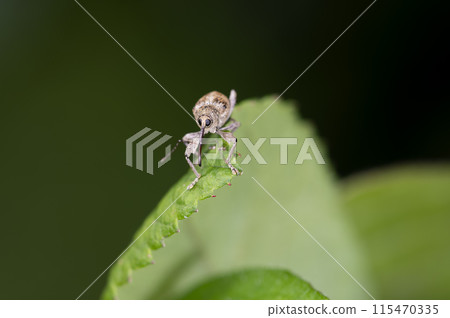 Sedaka bark weevil Sedaka bark weevil 115470335