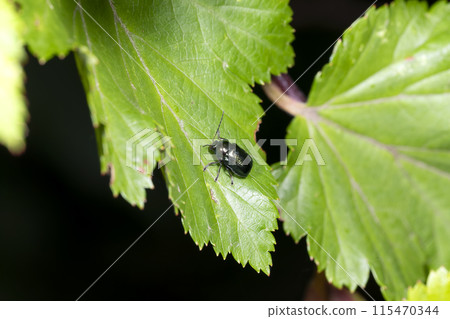 瓦拉里甲蟲 115470344