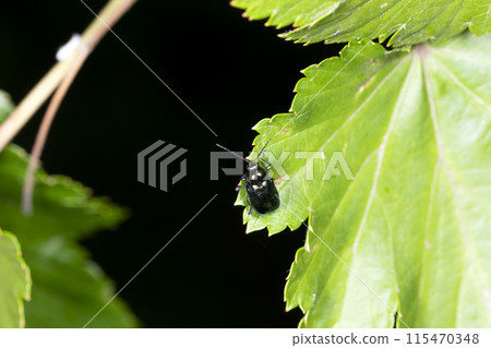 瓦拉里甲蟲 115470348