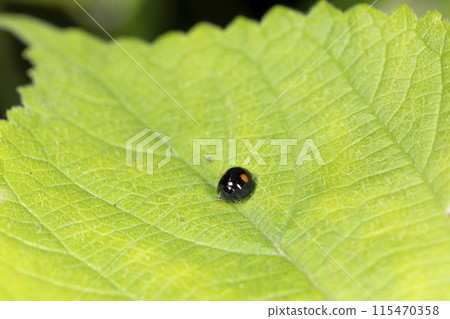 Red-faced red tento 115470358