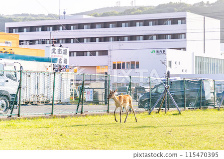 北海道稚內站出現野鹿 115470395