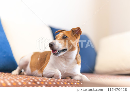 基於沙發的狗 115470428