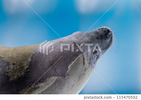 Crabeater Seal resting on a sheet of ice Crabeater Seal resting on a sheet of ice 115470502