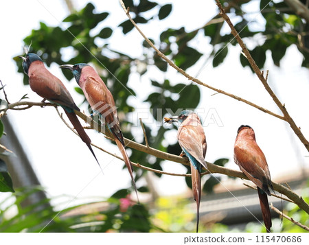 玫瑰食蜂鳥 115470686